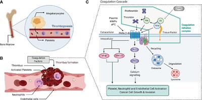 Deciphering the Role of the Coagulation Cascade and Autophagy in Cancer-Related Thrombosis and Metastasis